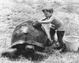 Boy washing a turtle