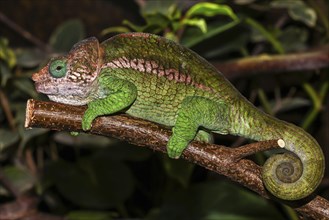 Globifer Chameleon (Calumma globiferum)