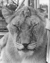 Mouse on the head of a lion