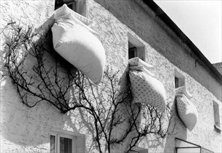 Bedding hanging from three windows for airing