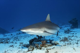 Grey reef shark (Carcharhinus amblyrhynchos) swims over sandy bottom