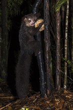 Aye-aye (Daubentonia madagascariensis) climbs on tree trunk at night