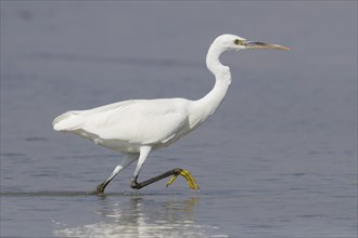 Western Reef Heron (Egretta gularis schistacea)