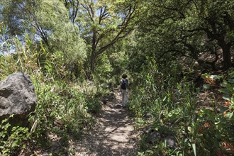 Female hiker on the hiking path through reeds in Barranco de los Cernicalos