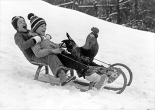 Children and cock ride sledge in the snow