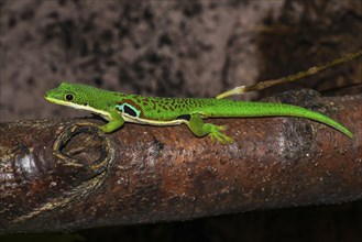 Peacock Eye Day Gecko (Phelsuma quadriocellata quadriocellata)