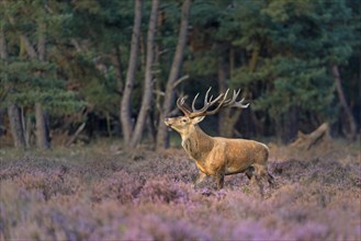 Red deer (Cervus elaphus) between Heathers (Calluna vulgaris) at the edge of the forest