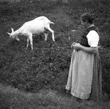 Housewife lets a goat graze on a leash