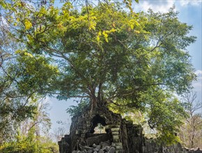 Tree grows on tree-rooted Khmer temple ruin