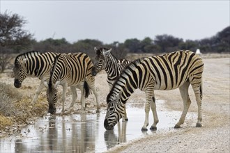 Burchell's zebras (Equus quagga burchellii)