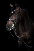 Brown horse with bridle
