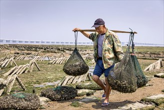 Oyster farmer collecting oysters at low tide