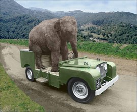 Elephant drives a car