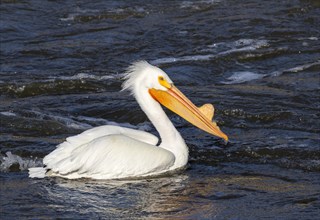 American white pelican (Pelecanus erythrorhynchos) in breeding plumage on water during a windy day