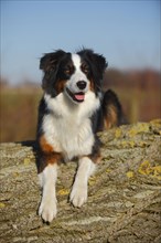 Australian Shepherd