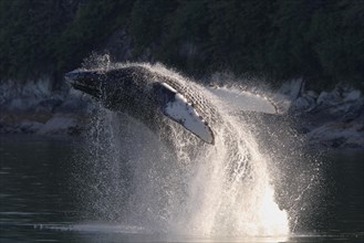 Jumping Humpback whale (Megaptera novaeangliae)