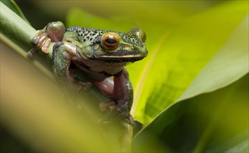 Frog (Boophis albilabris) on leaf