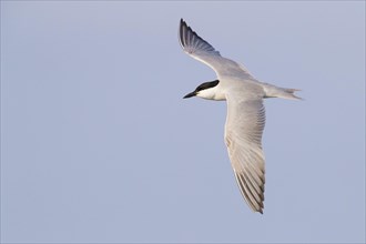 Gull-billed Tern (Gelochelidon nilotica)