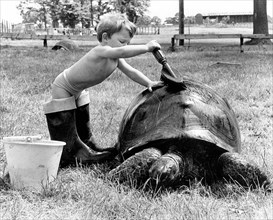 Child washing a turtle