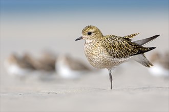 Eurasian golden plover (Pluvialis apricaria) self-cleaning