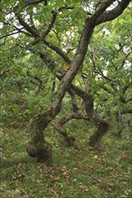 Crooked Oaks (Quercus)