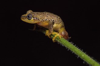 Reed frog species (Heterixalus punctatus) on stalk
