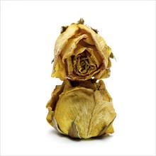 Withered rose heads