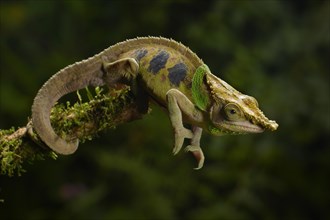 Malthe's chameleon (Calumma malthe)