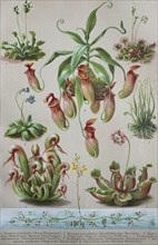 Historical image of various Insectivorous Plants
