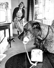 Dog holding telephone receiver