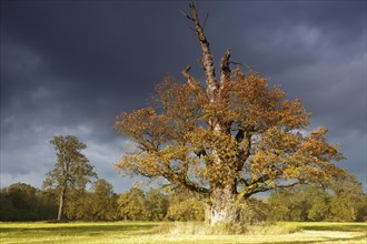 650 years old English oak (Quercus robur) in autumn