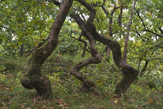 Crooked Oaks (Quercus)