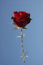 Rose blossom with barbed wire stem