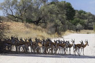 Herd of springboks (Antidorcas marsupialis) standing in the shade