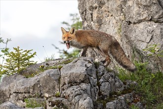 Red fox (Vulpes vulpes) on rocks