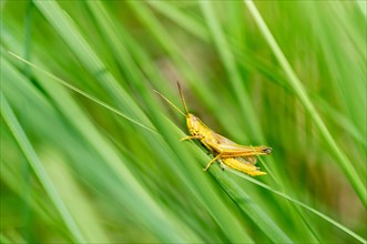 Large gold grasshopper (Chrysochraon dispar)