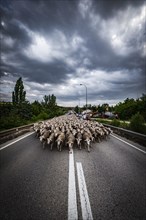 Large flock of sheep during the transhumance