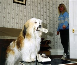 Dog holding telephone receiver