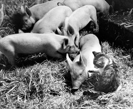 Kitten plays with piglets