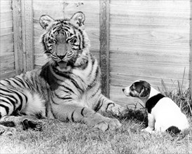 Tiger and small dog