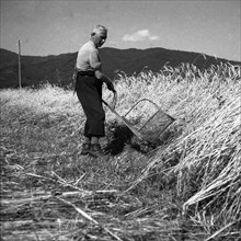 Man mowing grain