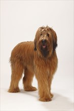 Briard