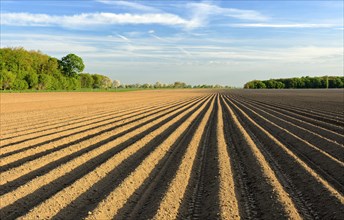 Field furrows on a potato field in spring