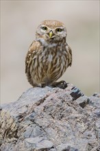 Little Owl (Athene noctua saharae)