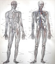 The blood vessels of humans after the knowledge of 1895