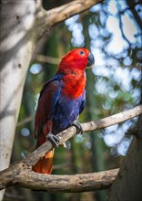 New Guinea red-sided eclectus parrot (Eclectus roratus polychloros)