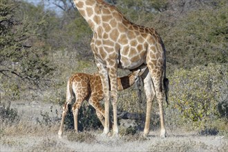 Angolan giraffes (Giraffa camelopardalis angolensis)