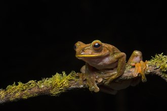 Madagascar frog (Boophis madagascariensis)