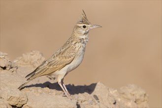 Maghreb Lark (Galerida macrorhyncha randonii)