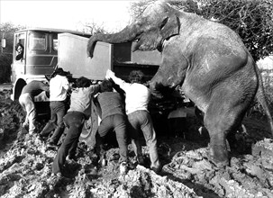 Elephant and men push a car out of the mud